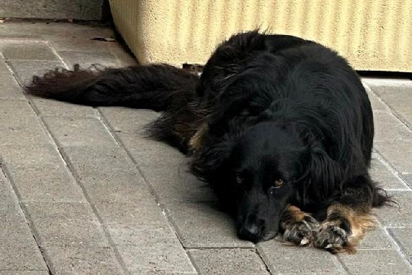 SELVAGGIA DOLCE E TIMIDA Foto 2